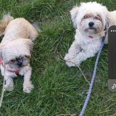 Tierschutzhunde suchen ein Zuhause-Beitrag-Bild