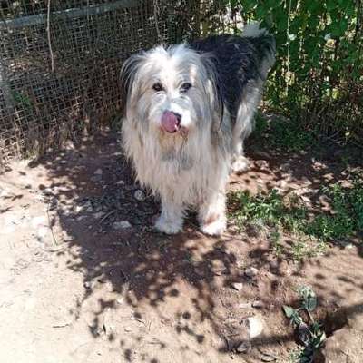 Tierschutzhunde suchen ein Zuhause-Beitrag-Bild