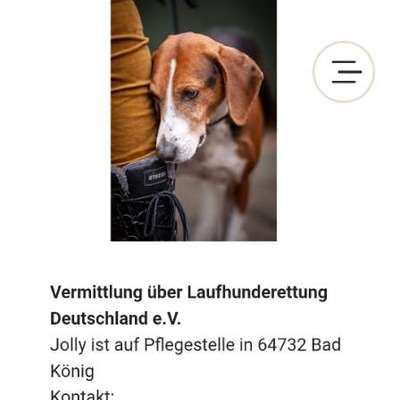 Tierschutzhunde suchen ein Zuhause-Beitrag-Bild