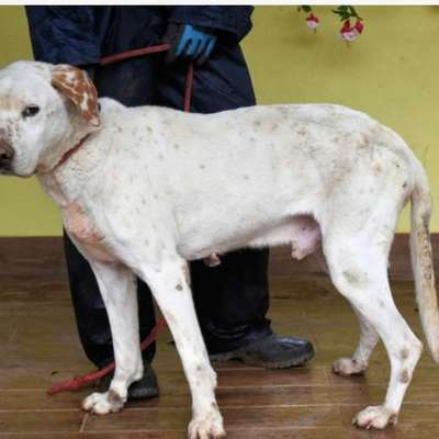 Tierschutzhunde suchen ein Zuhause-Beitrag-Bild