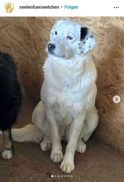 Tierschutzhunde suchen ein Zuhause-Beitrag-Bild