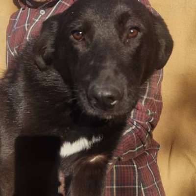 Tierschutzhunde suchen ein Zuhause-Beitrag-Bild