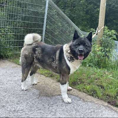 Tierschutzhunde suchen ein Zuhause-Beitrag-Bild