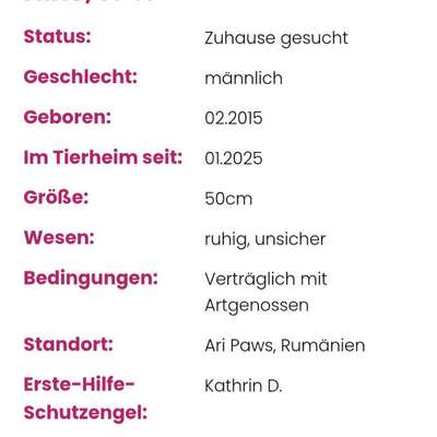 Tierschutzhunde suchen ein Zuhause-Beitrag-Bild