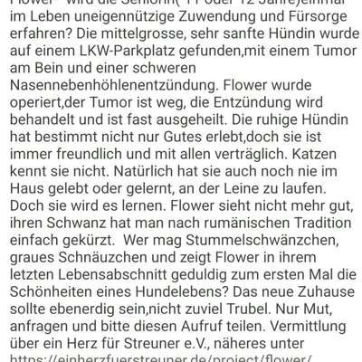 Tierschutzhunde suchen ein Zuhause-Beitrag-Bild
