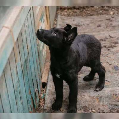 Tierschutzhunde suchen ein Zuhause-Beitrag-Bild