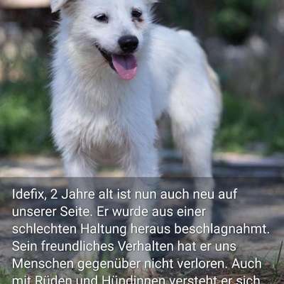 Tierschutzhunde suchen ein Zuhause-Beitrag-Bild