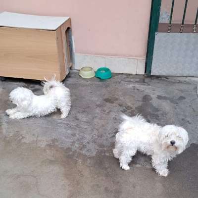 Tierschutzhunde suchen ein Zuhause-Beitrag-Bild