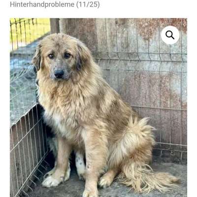 Tierschutzhunde suchen ein Zuhause-Beitrag-Bild