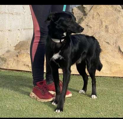 Tierschutzhunde suchen ein Zuhause-Beitrag-Bild