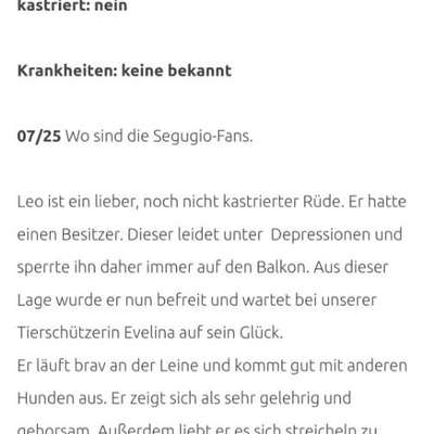 Tierschutzhunde suchen ein Zuhause-Beitrag-Bild