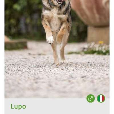 Tierschutzhunde suchen ein Zuhause-Beitrag-Bild