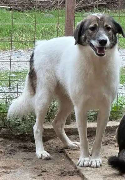 Tierschutzhunde suchen ein Zuhause-Beitrag-Bild