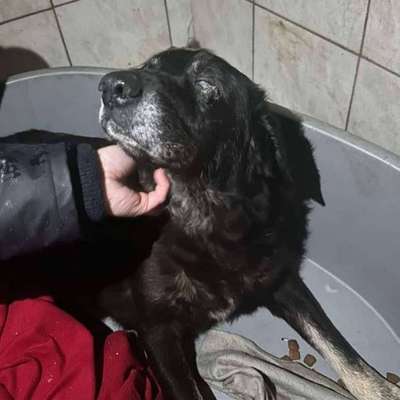 Tierschutzhunde suchen ein Zuhause-Beitrag-Bild