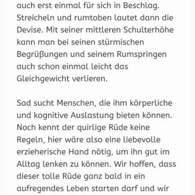 Tierschutzhunde suchen ein Zuhause-Beitrag-Bild