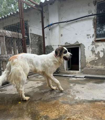 Tierschutzhunde suchen ein Zuhause-Beitrag-Bild