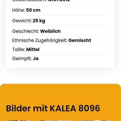 Tierschutzhunde suchen ein Zuhause-Beitrag-Bild