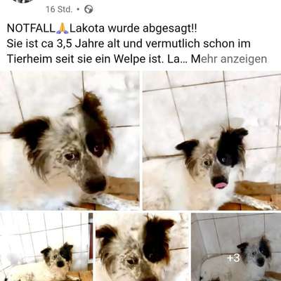 Tierschutzhunde suchen ein Zuhause-Beitrag-Bild
