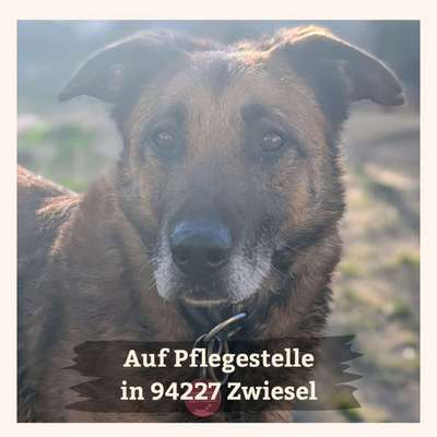 Tierschutzhunde suchen ein Zuhause-Beitrag-Bild