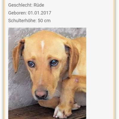 Tierschutzhunde suchen ein Zuhause-Beitrag-Bild