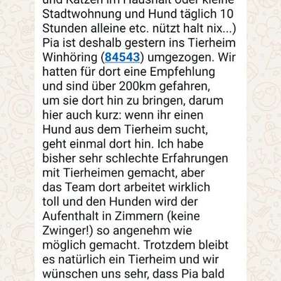 Tierschutzhunde suchen ein Zuhause-Beitrag-Bild