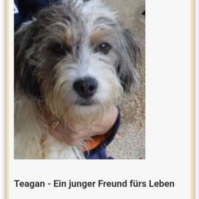 Tierschutzhunde suchen ein Zuhause-Beitrag-Bild