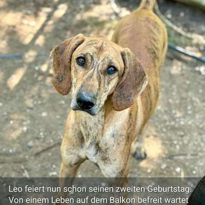 Tierschutzhunde suchen ein Zuhause-Beitrag-Bild