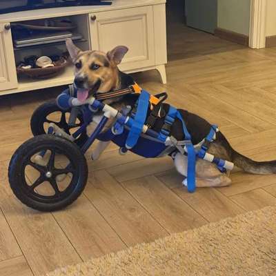 Tierschutzhunde suchen ein Zuhause-Beitrag-Bild