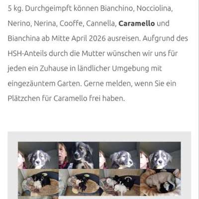 Tierschutzhunde suchen ein Zuhause-Beitrag-Bild