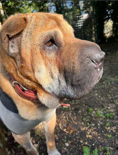 Tierschutzhunde suchen ein Zuhause-Beitrag-Bild