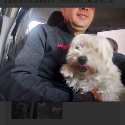 Tierschutzhunde suchen ein Zuhause-Beitrag-Bild