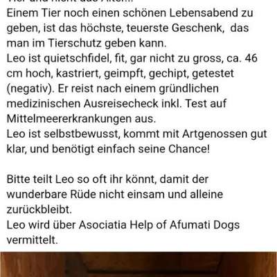Tierschutzhunde suchen ein Zuhause-Beitrag-Bild