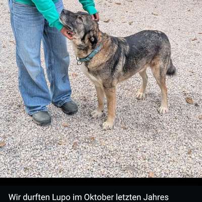 Tierschutzhunde suchen ein Zuhause-Beitrag-Bild