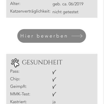 Tierschutzhunde suchen ein Zuhause-Beitrag-Bild