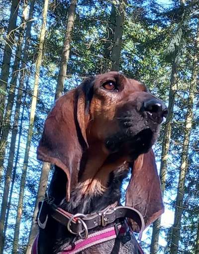 Schlappohren Suche <3-Beitrag-Bild