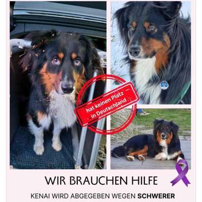Tierschutzhunde suchen ein Zuhause-Beitrag-Bild