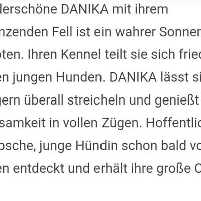 Tierschutzhunde suchen ein Zuhause-Beitrag-Bild