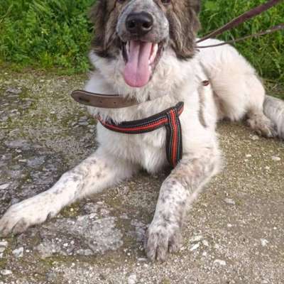 Tierschutzhunde suchen ein Zuhause-Beitrag-Bild