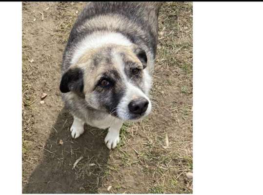 Tierschutzhunde suchen ein Zuhause-Beitrag-Bild