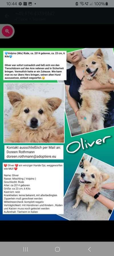 Tierschutzhunde suchen ein Zuhause-Beitrag-Bild