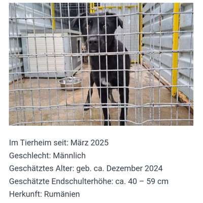 Tierschutzhunde suchen ein Zuhause-Beitrag-Bild