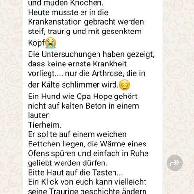 Tierschutzhunde suchen ein Zuhause-Beitrag-Bild