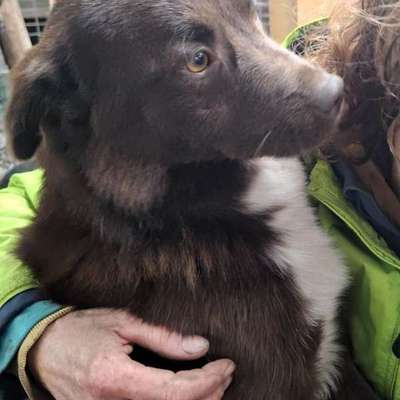 Tierschutzhunde suchen ein Zuhause-Beitrag-Bild