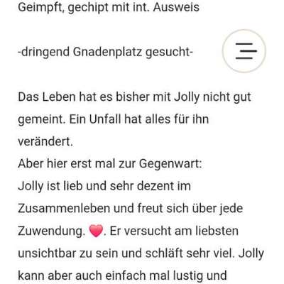 Tierschutzhunde suchen ein Zuhause-Beitrag-Bild