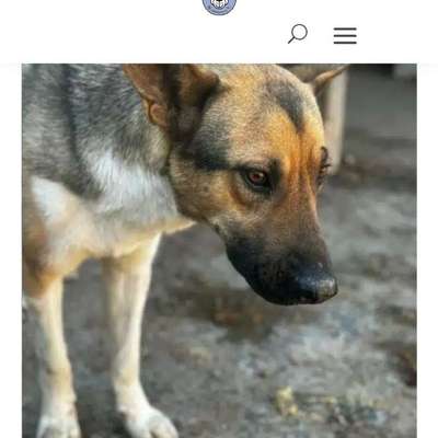 Tierschutzhunde suchen ein Zuhause-Beitrag-Bild