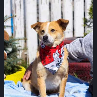 Tierschutzhunde suchen ein Zuhause-Beitrag-Bild