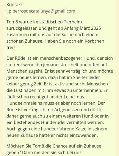 Tierschutzhunde suchen ein Zuhause-Beitrag-Bild