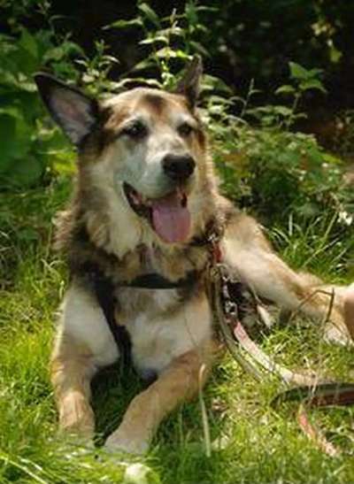 Tierschutzhunde suchen ein Zuhause-Beitrag-Bild