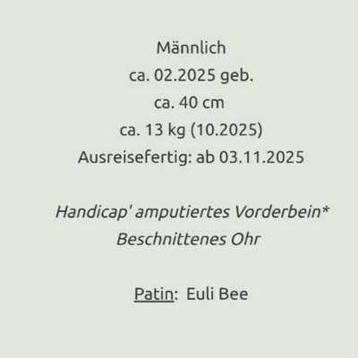 Tierschutzhunde suchen ein Zuhause-Beitrag-Bild