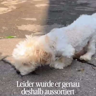 Tierschutzhunde suchen ein Zuhause-Beitrag-Bild